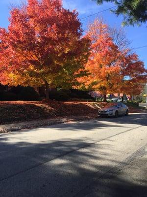 Fall at our Elkins park Office