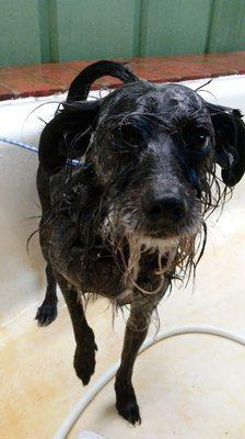 Here's a pet that's getting a good scrub before going home from staying with us for a while