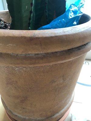 Cracked pot