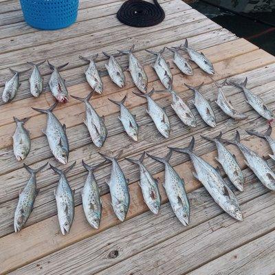 Spanish mackerel