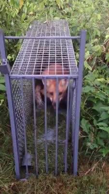 Red Fox trapped and removed from a local golf course on Lookout Mountain, GA.  It was released unharmed.