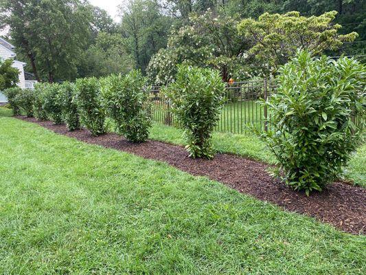 Hedge around the pool.