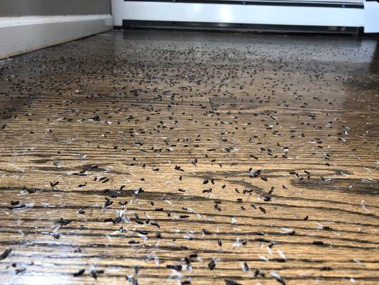 Termites season is in full effect. Are you seeing a swarm of termites give us a call today