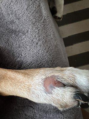 The large scrape in the top of my dog's paw.