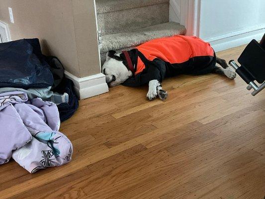 Kane cuddling with the stairs