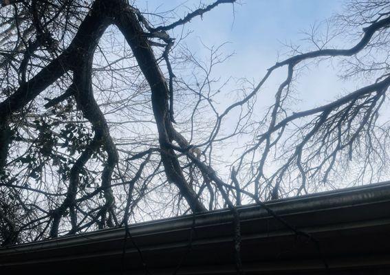 BEFORE: a number of broken limbs on the roof. But not anymore thanks to Cathey's Tree Service.