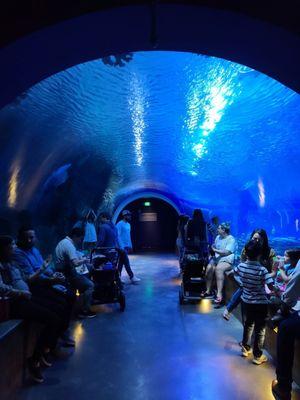 Shark exhibit