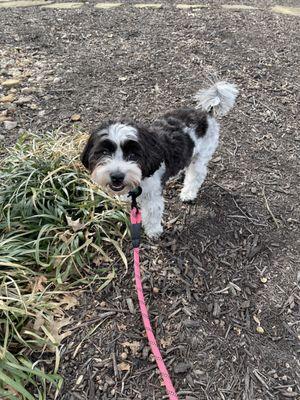 Dogs At Play