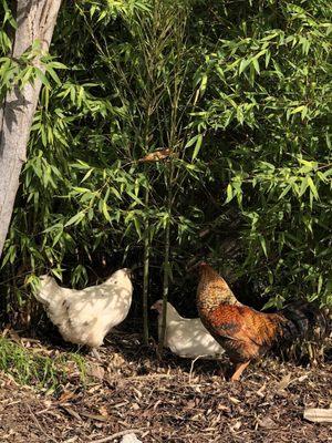 Chickens in the parking lot