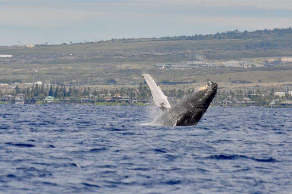 Humpback whale breaching on our whale watch tour