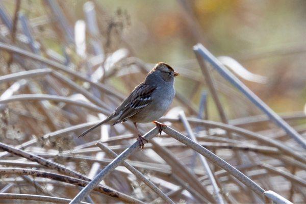 White Crowned Sparrow!