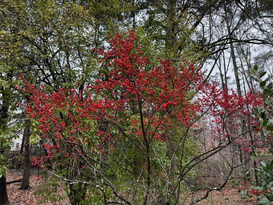 Ilex or ornamental holly