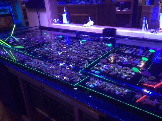 Awesome frag tank!  100's of frags!