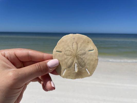 Sand Dollar