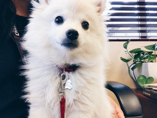 Atlas at the vet Jan; 3 mo. old