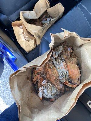 Crabs and shrimp in my car