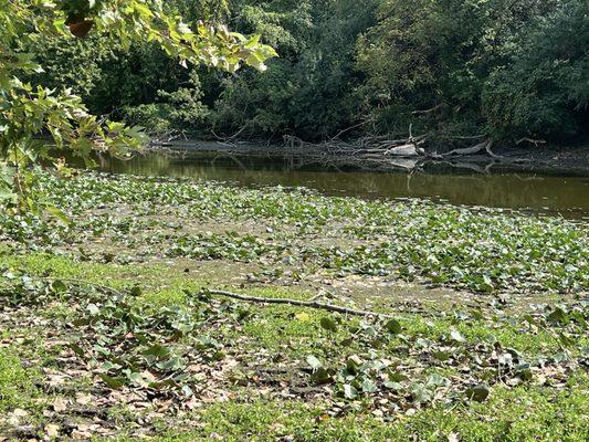 Swamp! We love finding shells, frogs and cool rocks here!