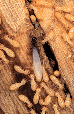 Our experts will help you understand the extent of your termite infestation and will help create a budget-friendly solution.