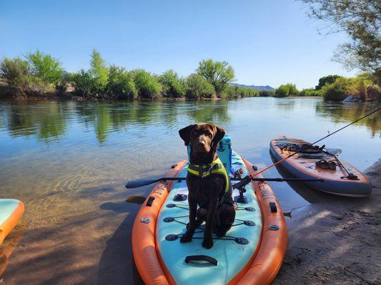 Paddle pups