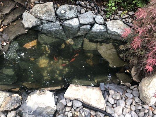 Koi Pond