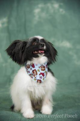 Katniss after her Holistic Groom at Perfect Pooch! We offer professional photography, call today!