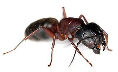 Ant and carpenter ant service, fully guaranteed.