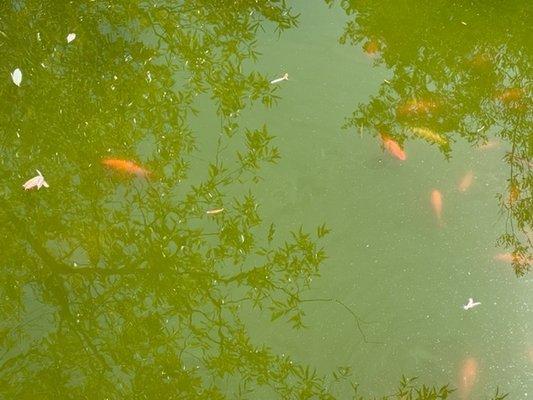 Fish in the pond