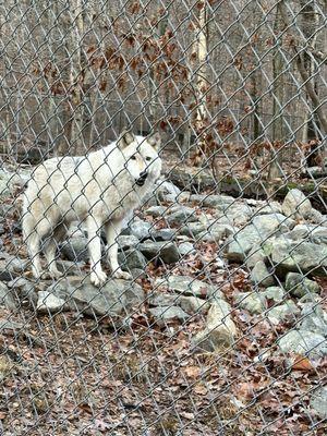 Lakota Wolf Preserve