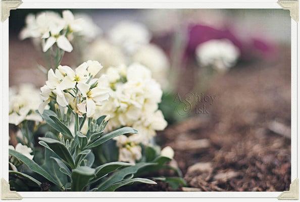 Durham Flower Bed - my wife took this in our yard:-)