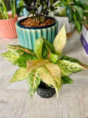 New Aglaonema to add to my collection :)