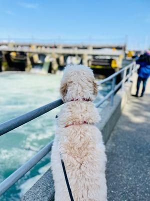 Hiram M. Chittenden Locks