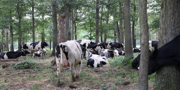 Cows being cows in the woods