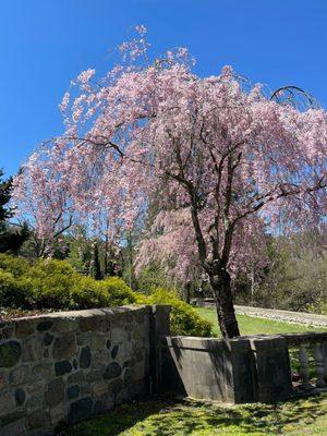 Cranbrook House & Gardens