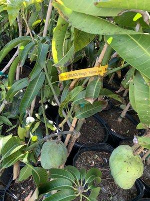 Different mango varieties