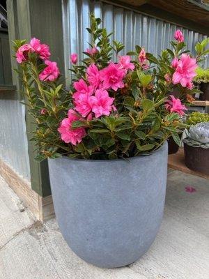 We sell plants & pottery! These azaleas look gorgeous in this pot.