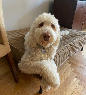 Hadley, Goldendoodle