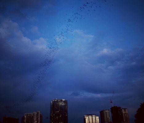 Bats Under the Congress Avenue Bridge