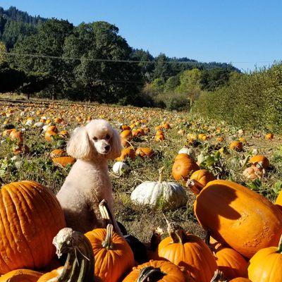 Lucy in the Pumpkins