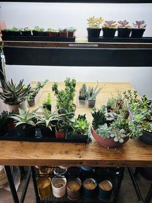 Succulent plants @ Chevy Chase Florist