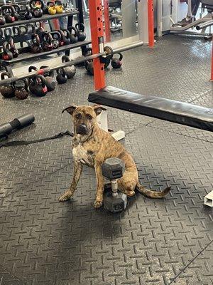 Gym dog!!