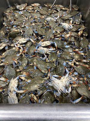 Live Blue Crabs