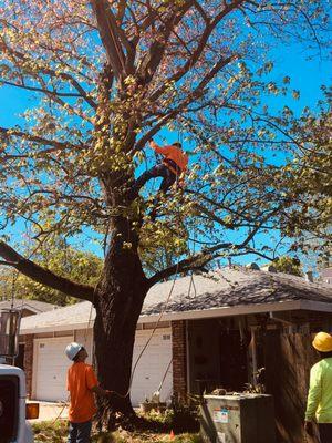 And every so often you will find our business owner up in a tree taking matters into his own hands!