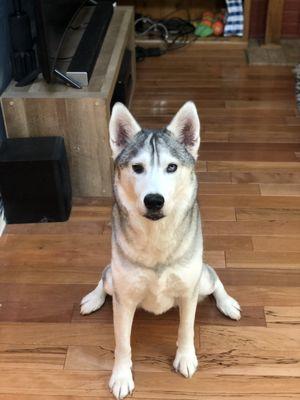 Husky, dog, groomer, Lakewood, nail trim