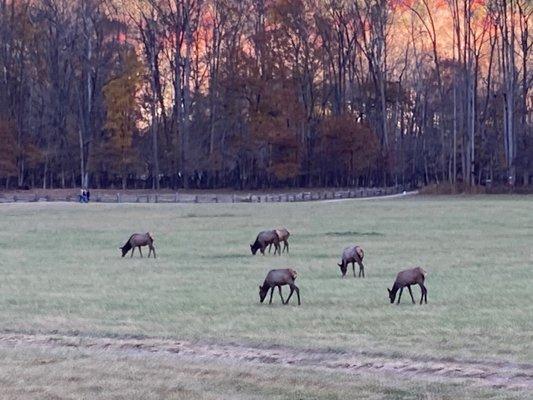 We saw 52 elk in this field.