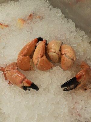 Fresh Medium stone crabs with the mustard sauce ....yummy