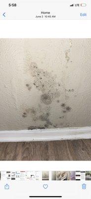 Mold growing out of bulged wall UNIT 517 beware new resident!!!! Watch out for your pets if you have any