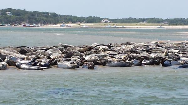 Seals just chillaxing