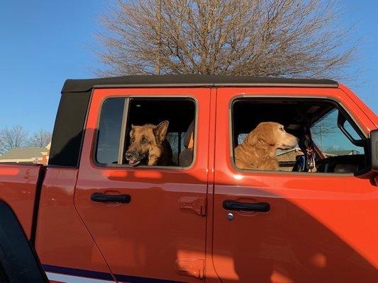 Sugar & Bentley eager for trip to groomer