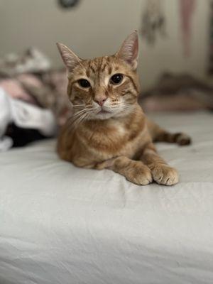 Barry the day we brought him home from his stay at Anicira.