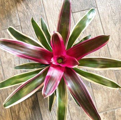 Bromeliads like you have never seen before